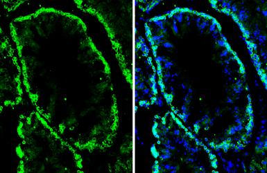 Anti-FMRP antibody [HL5117] used in IHC (Frozen sections) (IHC-Fr). GTX645311