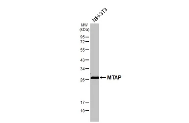 Anti-MTAP antibody [HL5147] used in Western Blot (WB). GTX645343