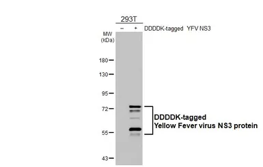 Anti-Yellow Fever virus NS3 protein antibody [GT341] used in Western Blot (WB). GTX645370