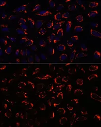 Anti-SHMT2 antibody used in Immunocytochemistry/ Immunofluorescence (ICC/IF). GTX64542