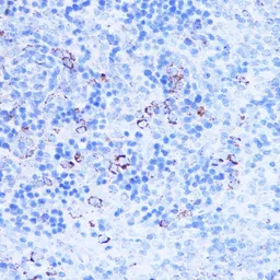 Anti-SHMT2 antibody used in IHC (Paraffin sections) (IHC-P). GTX64542