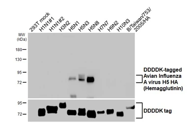 Anti-Avian Influenza A virus H5 HA (Hemagglutinin) antibody [HL5180] used in Western Blot (WB). GTX645432