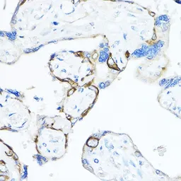 Anti-TMPRSS2 antibody used in IHC (Paraffin sections) (IHC-P). GTX64544