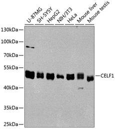 Anti-CUGBP1 antibody used in Western Blot (WB). GTX64547