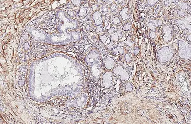 Anti-NELL1 antibody [HL5288] used in IHC (Paraffin sections) (IHC-P). GTX645726
