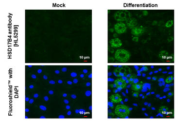 Anti-HSD17B4 antibody [HL5299] used in Immunocytochemistry/ Immunofluorescence (ICC/IF). GTX645764
