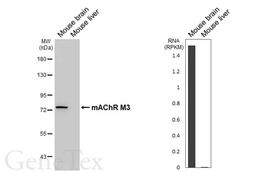 Anti-mAChR M3 antibody [HL5346] used in Western Blot (WB). GTX645824
