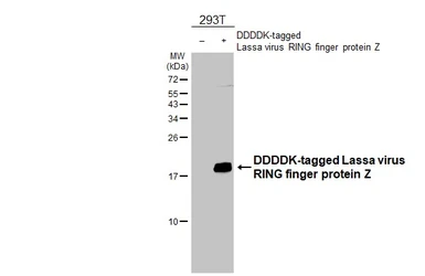 Anti-Lassa virus RING finger protein Z antibody [HL5386] used in Western Blot (WB). GTX645954