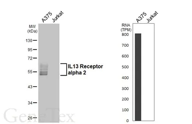 Anti-IL13 Receptor alpha 2 antibody [HL5407] used in Western Blot (WB). GTX645975