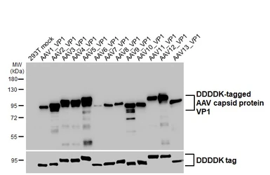 Anti-AAV Capsid protein VP1 + VP2 + VP3 antibody [HL5414] used in Western Blot (WB). GTX645982