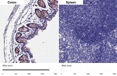 Anti-SPINK4 antibody [HL5418] used in IHC (Paraffin sections) (IHC-P). GTX645986