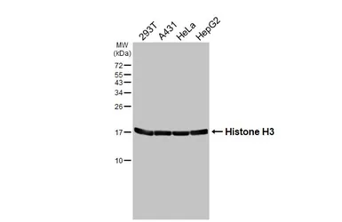 Anti-Histone H3 antibody [HL5419] used in Western Blot (WB). GTX645987