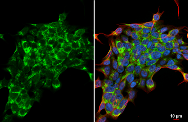 Anti-ETNK1 antibody [HL5426] used in Immunocytochemistry/ Immunofluorescence (ICC/IF). GTX646068