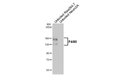 Anti-F4/80 antibody [HL5469] used in Western Blot (WB). GTX646111