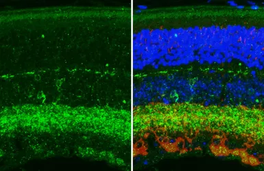 Anti-KCNG4 antibody [HL5504] used in IHC (Paraffin sections) (IHC-P). GTX646168