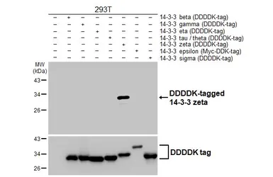 Anti-14-3-3 zeta antibody [HL5544] used in Western Blot (WB). GTX646218