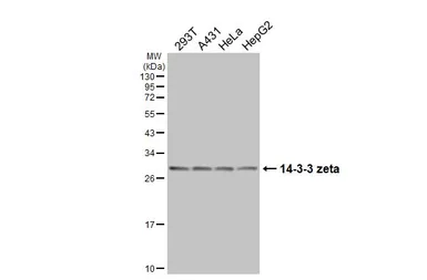 Anti-14-3-3 zeta antibody [HL5544] used in Western Blot (WB). GTX646218