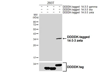 Anti-14-3-3 zeta antibody [HL5545] used in Western Blot (WB). GTX646219