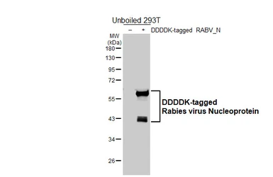 Anti-Rabies virus Nucleoprotein antibody [HL5560] used in Western Blot (WB). GTX646234