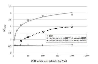 Anti-Human parvovirus B19 Capsid protein VP1 + VP2 antibody [HL5562] used in ELISA (ELISA). GTX646236