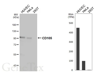 Anti-CD105 antibody [HL5572] used in Western Blot (WB). GTX646254