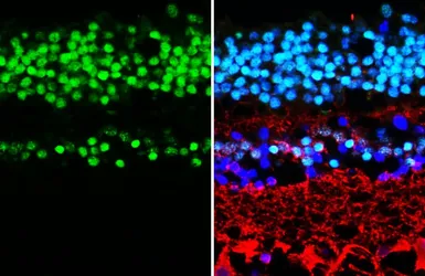 Anti-CORD2 antibody [HL5578] used in IHC (Paraffin sections) (IHC-P). GTX646260