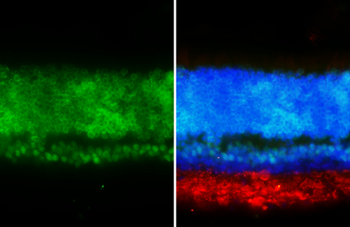 Anti-CORD2 antibody [HL5578] used in IHC (Frozen sections) (IHC-Fr). GTX646260