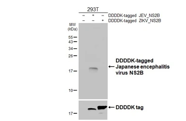 Anti-Japanese encephalitis virus NS2B antibody [HL5581] used in Western Blot (WB). GTX646263