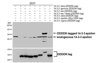 Anti-14-3-3 epsilon antibody [HL5606] used in Western Blot (WB). GTX646288