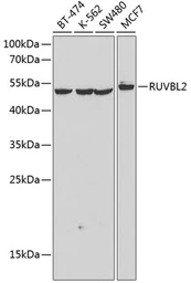 Anti-RUVBL2 antibody used in Western Blot (WB). GTX64643