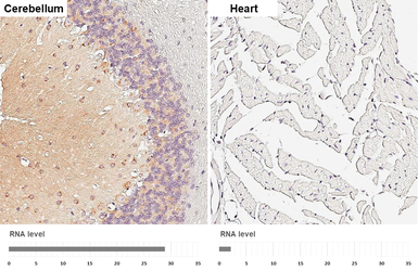 Anti-SLC38A1 antibody [HL5650] used in IHC (Paraffin sections) (IHC-P). GTX646459