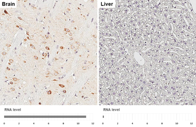 Anti-SLC38A1 antibody [HL5650] used in IHC (Paraffin sections) (IHC-P). GTX646459