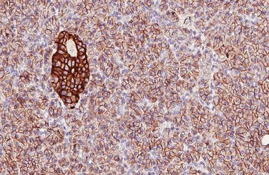 Anti-CD99 antibody [HL5668] used in IHC (Paraffin sections) (IHC-P). GTX646477