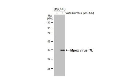 Anti-Mpox virus I7L antibody [HL5688] used in Western Blot (WB). GTX646497