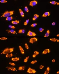 Anti-GnRH1 antibody used in Immunocytochemistry/ Immunofluorescence (ICC/IF). GTX64650
