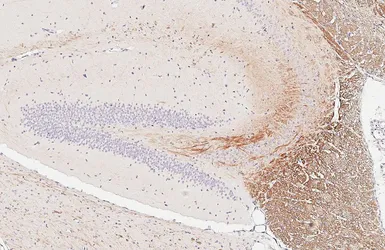 Anti-alpha Internexin antibody [HL5689] used in IHC (Paraffin sections) (IHC-P). GTX646520
