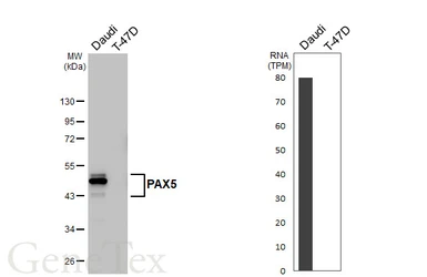 Anti-PAX5 antibody [HL5694] used in Western Blot (WB). GTX646525
