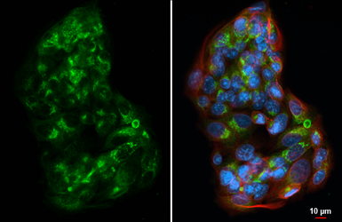 Anti-alpha 1 Antitrypsin antibody [HL5724] used in Immunocytochemistry/ Immunofluorescence (ICC/IF). GTX646675