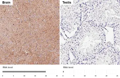 Anti-VGF antibody [HL5755] used in IHC (Paraffin sections) (IHC-P). GTX646706