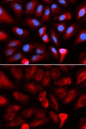 Anti-FKBP4 antibody used in Immunocytochemistry/ Immunofluorescence (ICC/IF). GTX64678