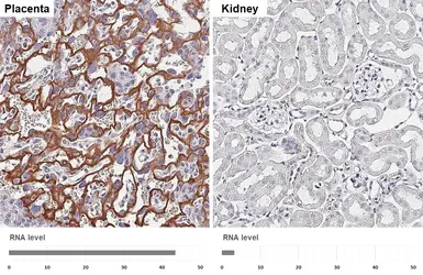 Anti-CD71 antibody [HL5775] used in IHC (Paraffin sections) (IHC-P). GTX646846