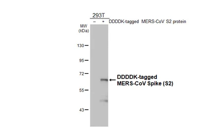 Anti-MERS-CoV Spike (S2) antibody [HL5792] used in Western Blot (WB). GTX646863