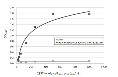Anti-Human parvovirus B19 VP1 antibody [HL5828] used in ELISA (ELISA). GTX647146