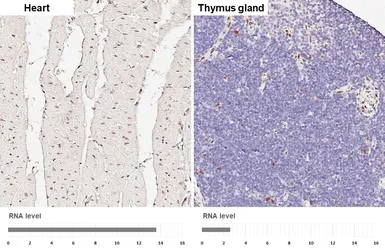 Anti-NFIB antibody [HL5837] used in IHC (Paraffin sections) (IHC-P). GTX647155