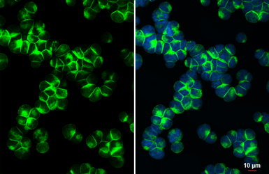 Anti-CD3 epsilon antibody [HL5848] used in Immunocytochemistry/ Immunofluorescence (ICC/IF). GTX647166