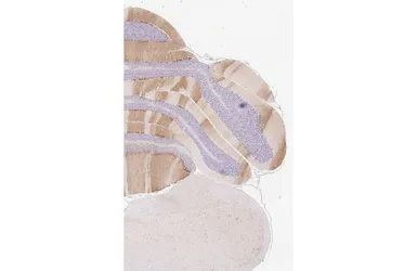 Anti-Aldolase C antibody [HL5850] used in IHC (Paraffin sections) (IHC-P). GTX647168
