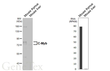 Anti-C-Myb antibody [HL5867] used in Western Blot (WB). GTX647191