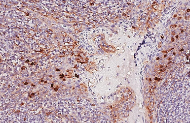 Anti-CD63 antibody [HL5890] used in IHC (Paraffin sections) (IHC-P). GTX647214
