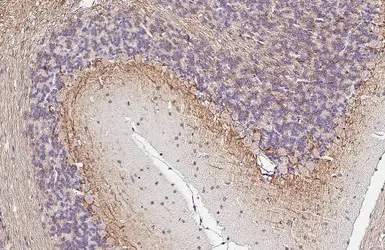 Anti-alpha Internexin antibody [HL5916] used in IHC (Paraffin sections) (IHC-P). GTX647241
