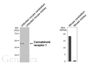 Anti-Cannabinoid receptor 1 antibody [HL5924] used in Western Blot (WB). GTX647249